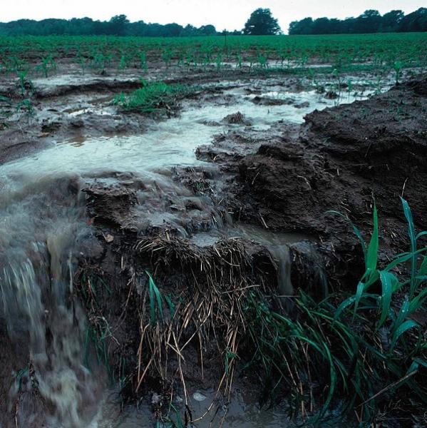 Reasons Fertilizer Pollution May Soon Be A Thing Of The Past