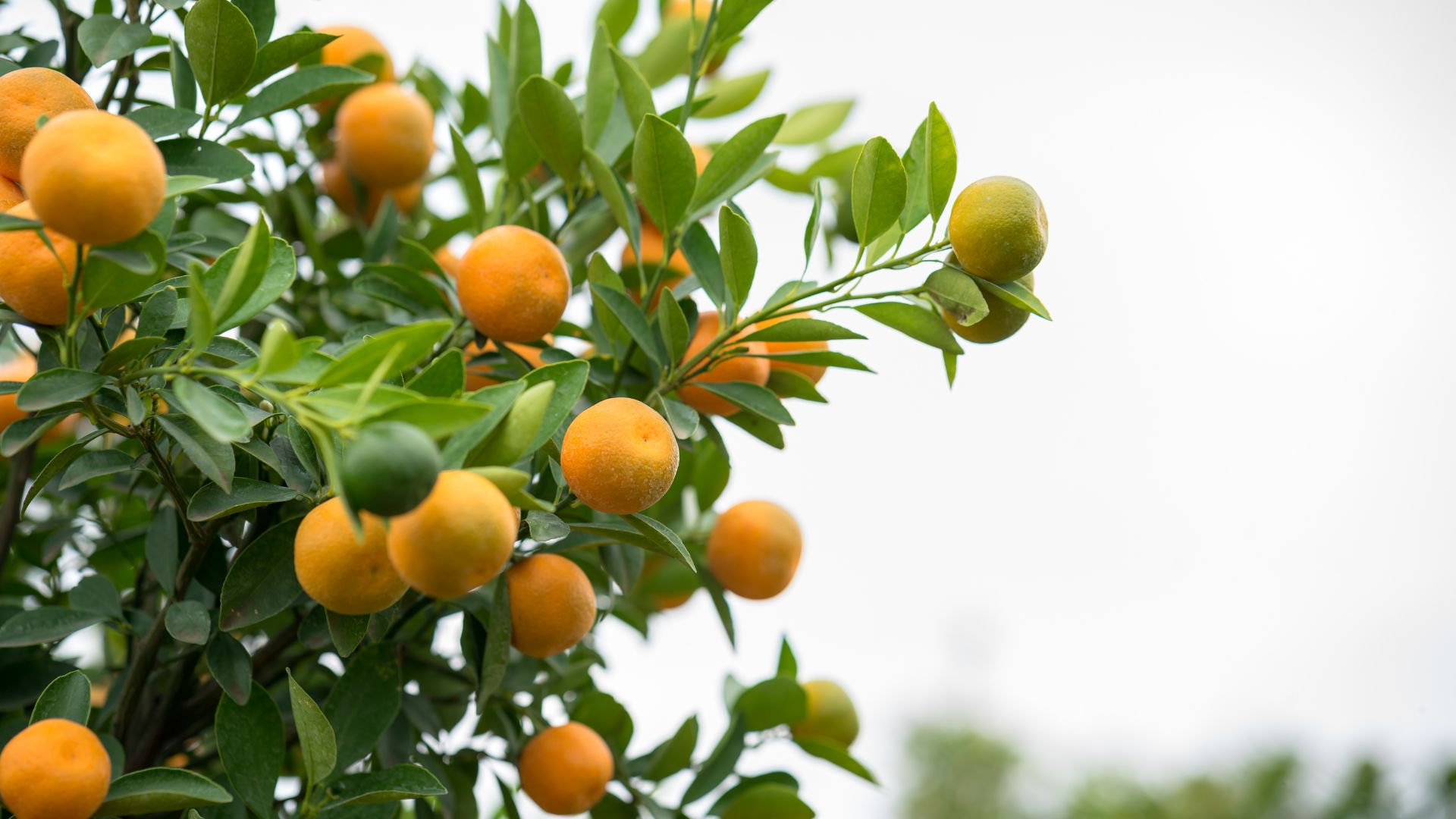 A close-up of ripe oranges on a tree