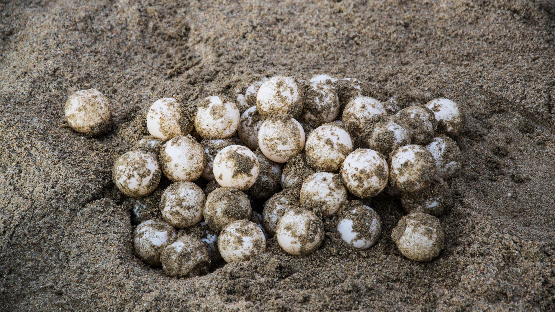 A nest of sea turtle eggs