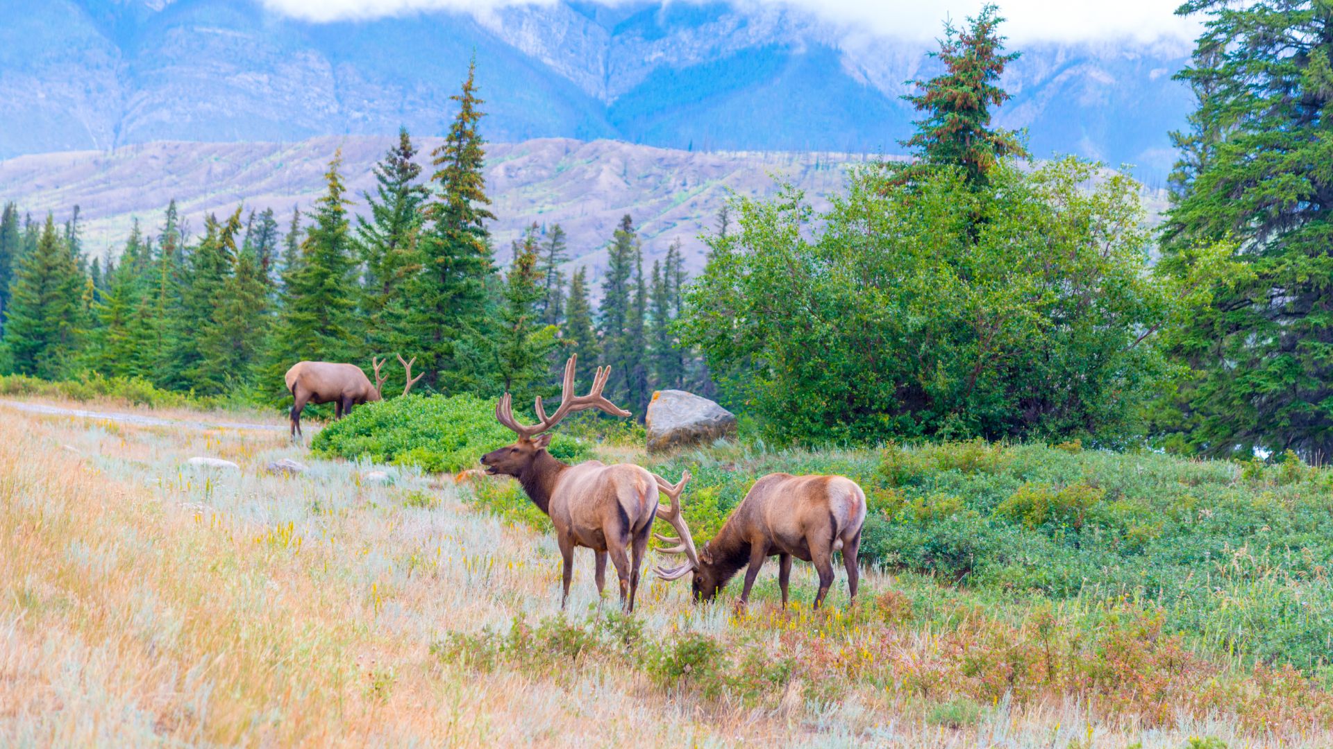 Three caribou grazing in the wilderness