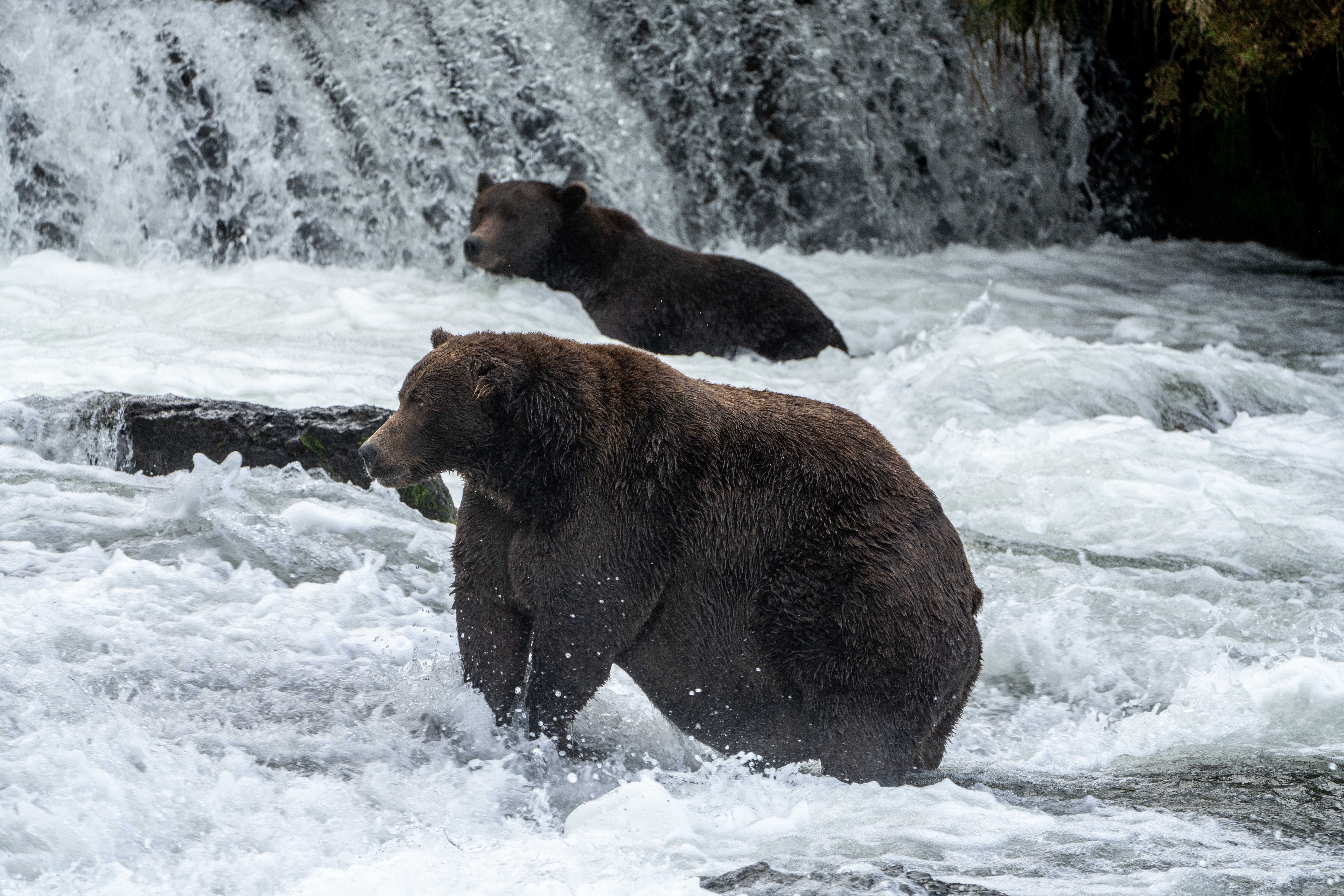 Two bulbous brown bears bulking up on salmon in a running stream