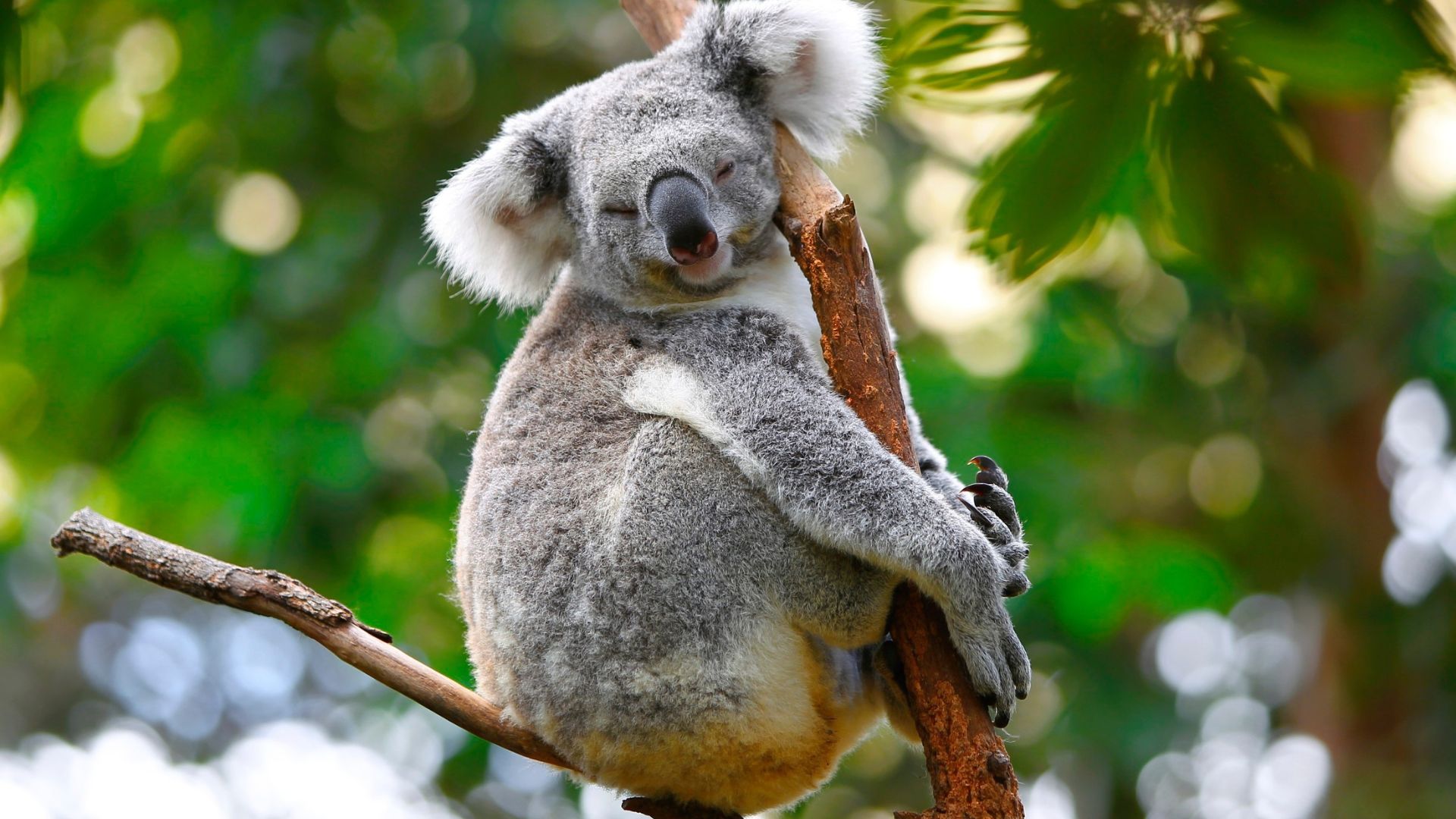 A koala hangs on a branch in a tree
