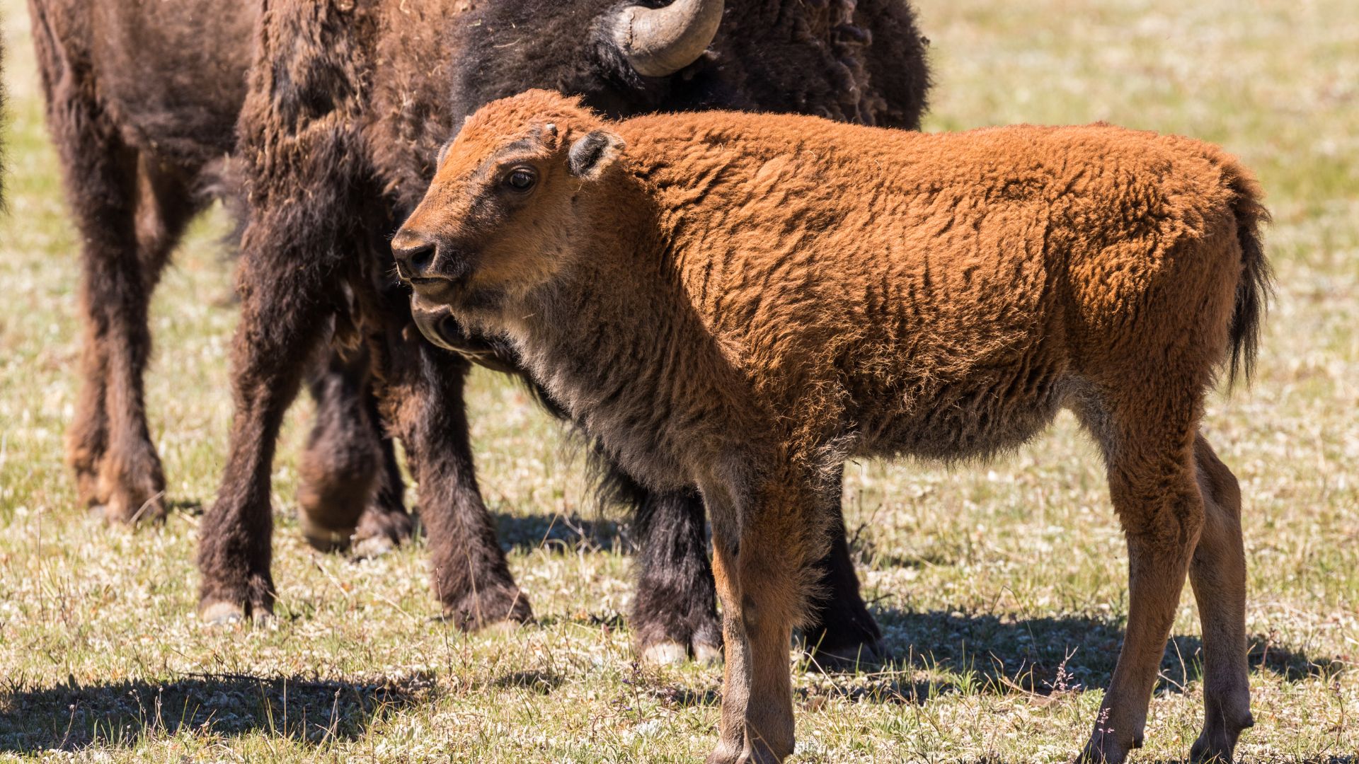 A bison calf standing near some adult bison