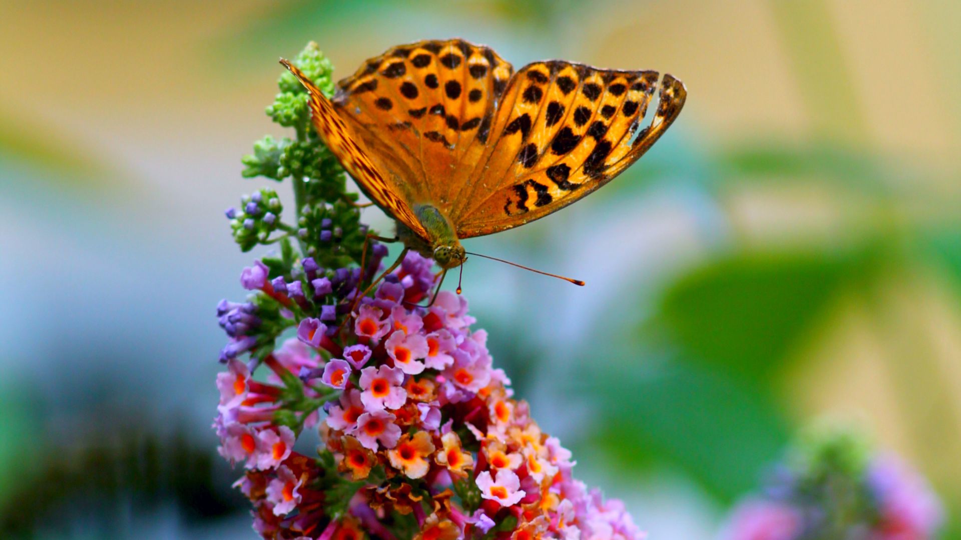 A regal fritillary butterfly on a flower