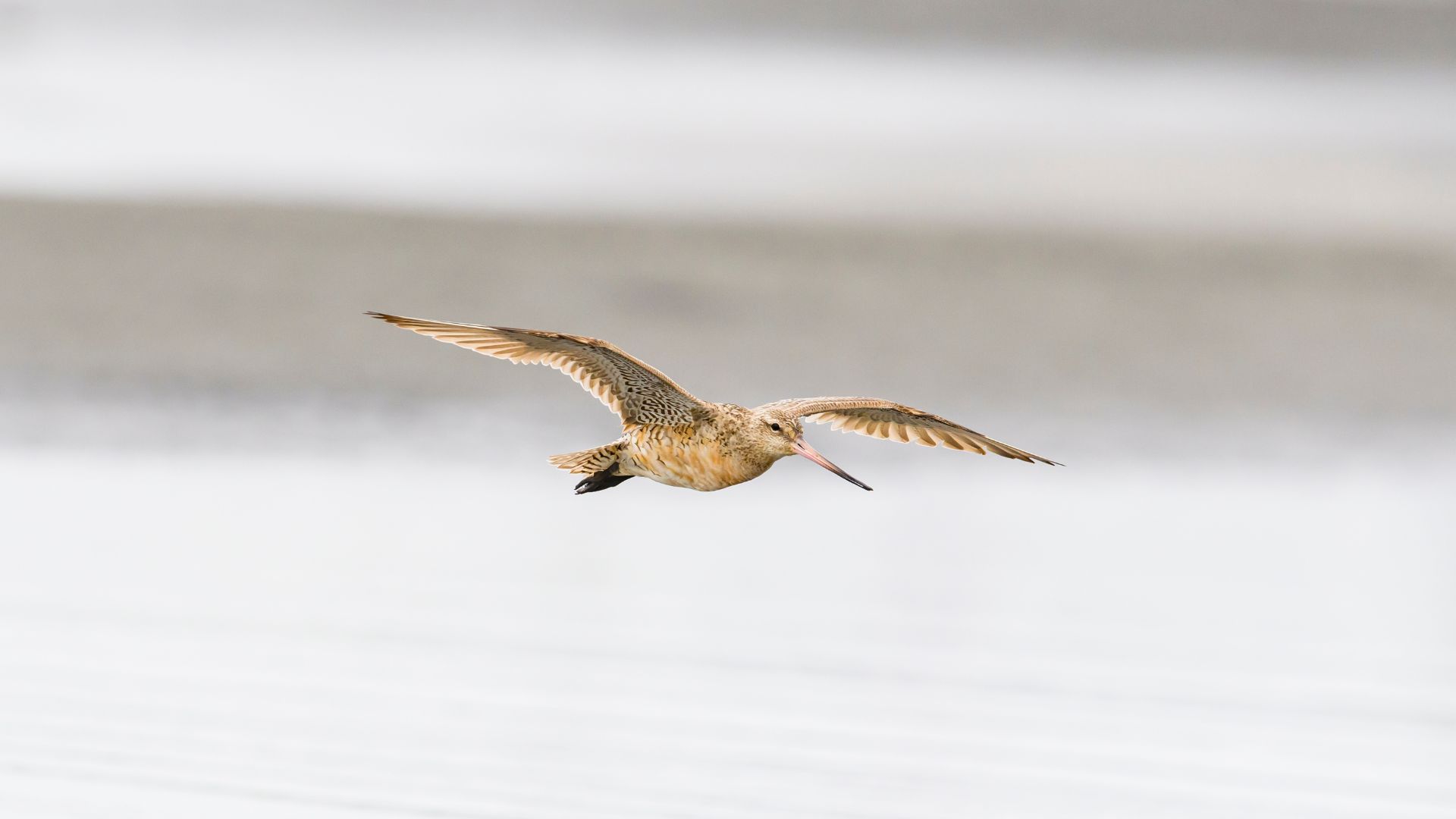 A bar-tailed godwit flying