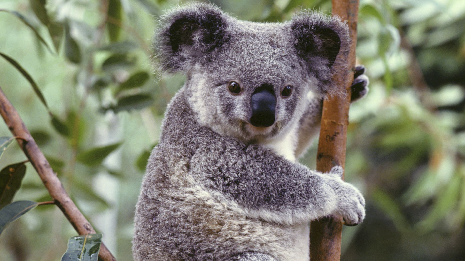 A koala who honestly looks pretty annoyed to be having his picture taken clings to a tree