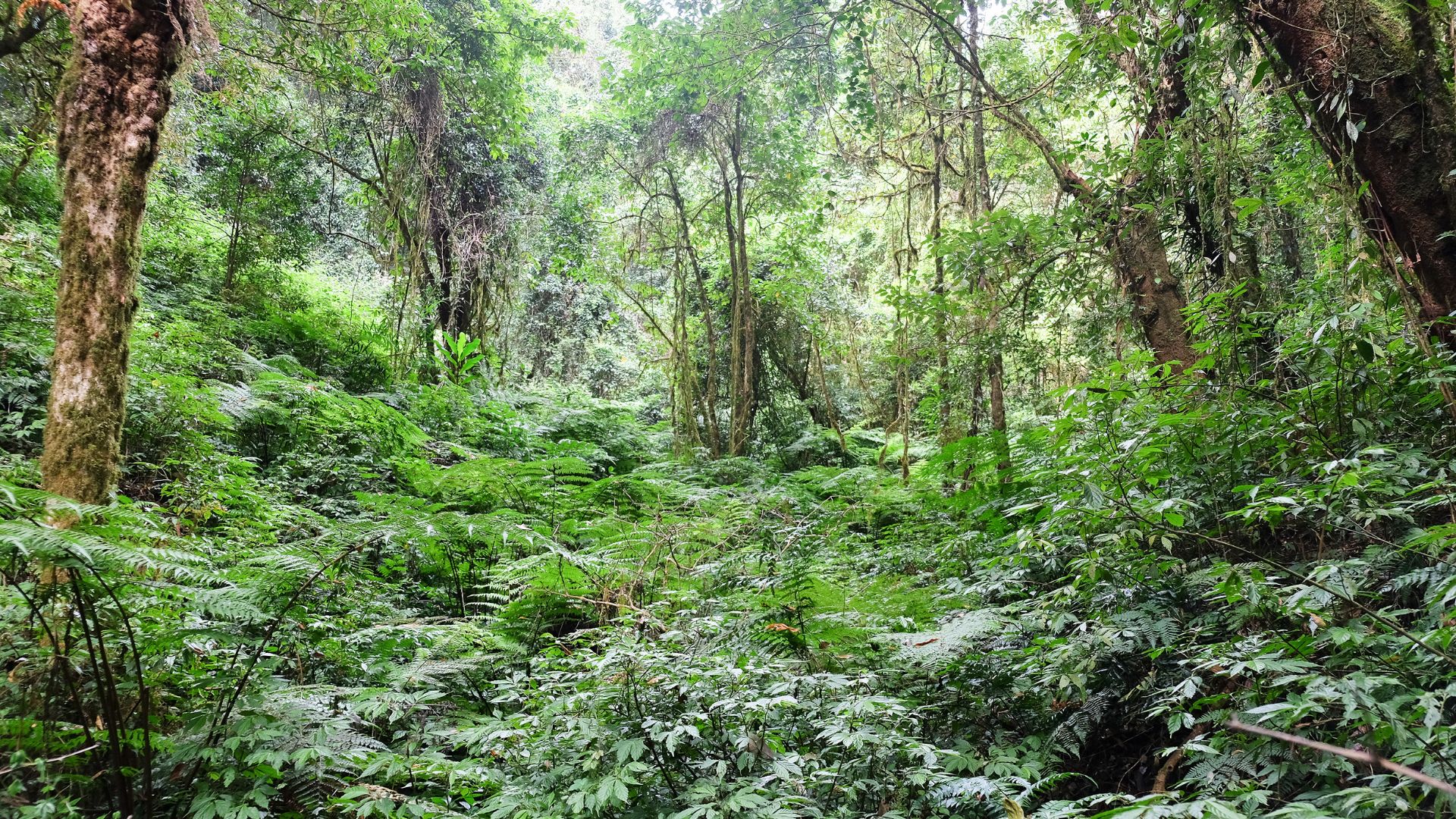 A lush forest now more likely to be protected thanks to COP27