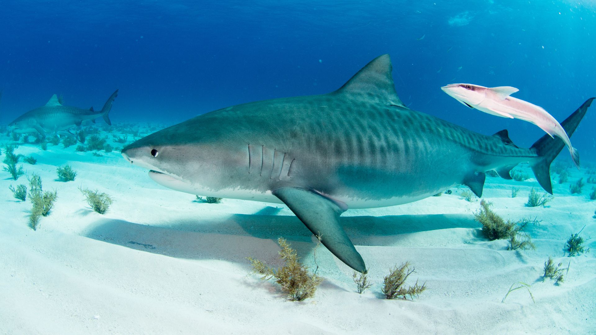 A tiger shark swimming in the ocean