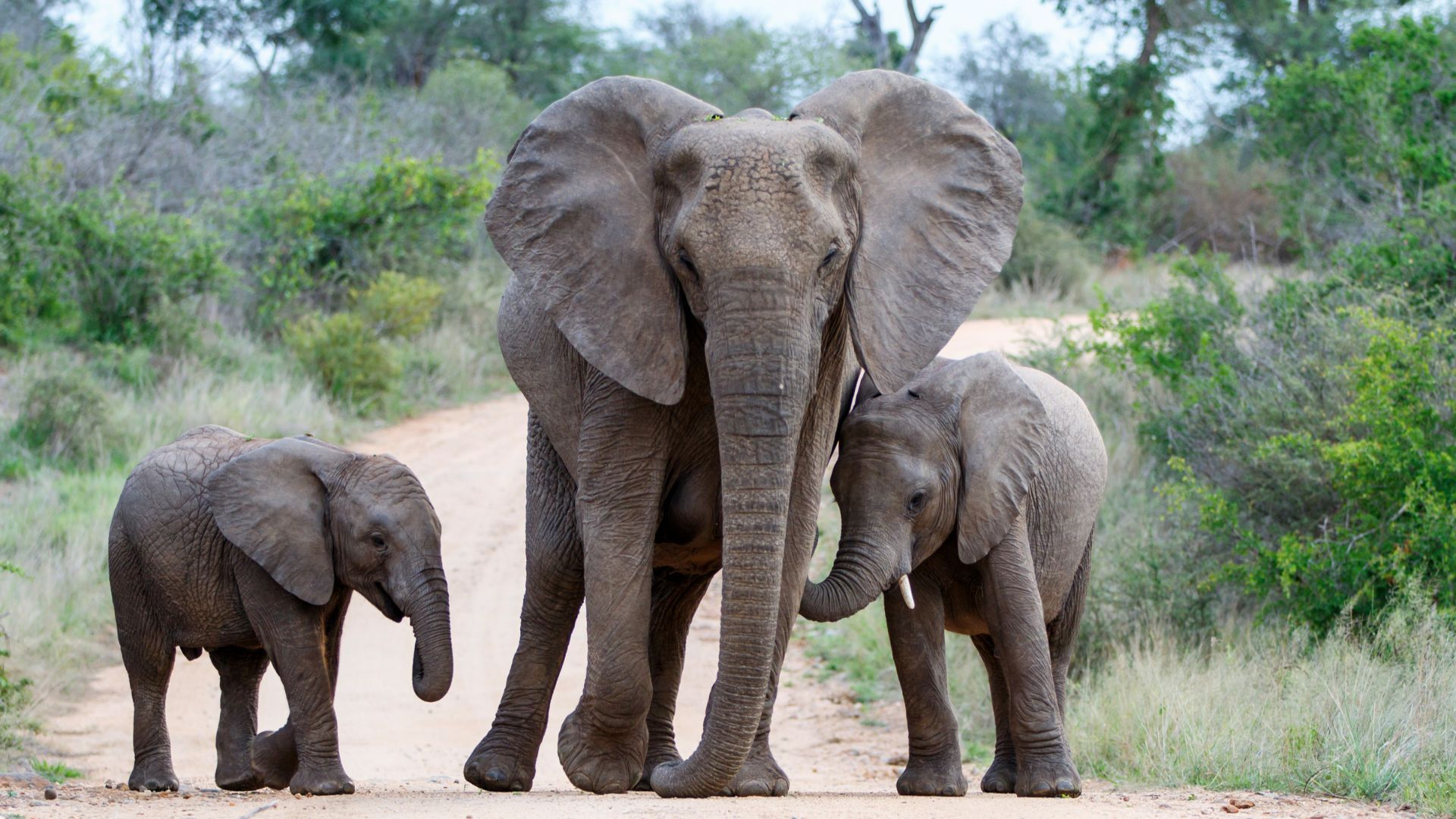 A big ole elephant and two smaller elephants, which are still big compared to like a person because wow elephants are big, walk down the road