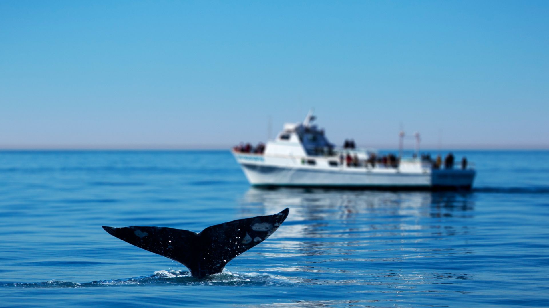 A whale's tail slips back underwater with a boat of people watching in the background