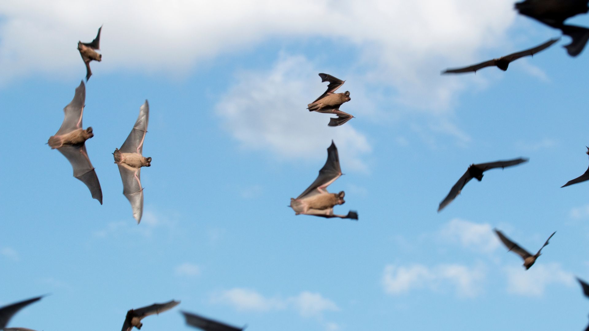 Mexican free-tailed bats fly through the air. Are bats cute? I feel like it's a very divisive issue.