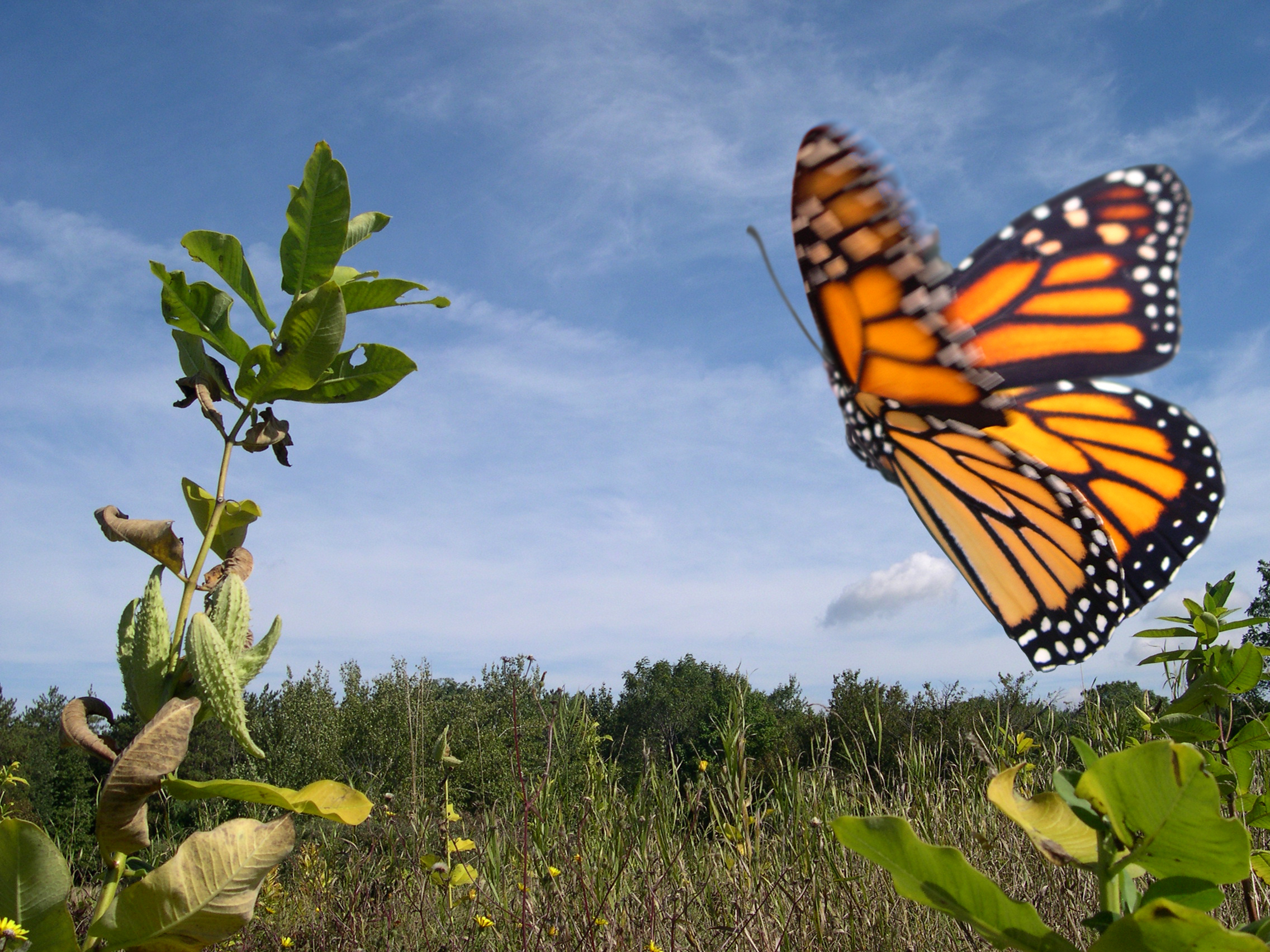 A Monarch butterfly flying through a field