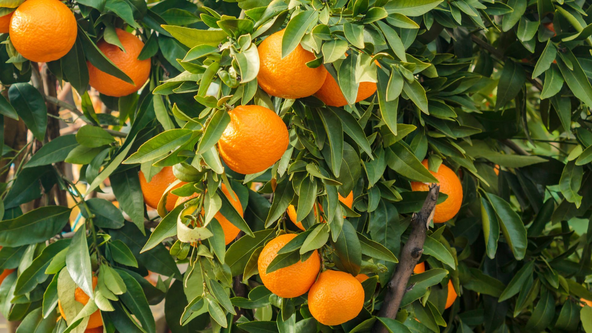 A bushel of oranges hanging on a tree