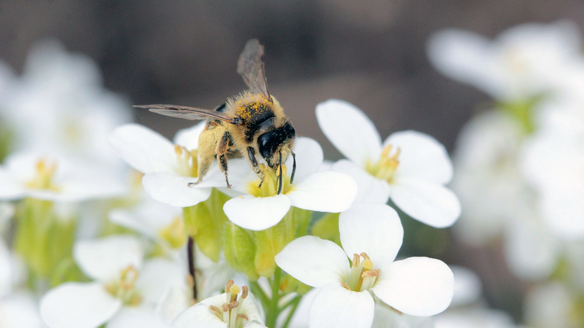 A bee on a flower? Bees?!? Gob's not on board