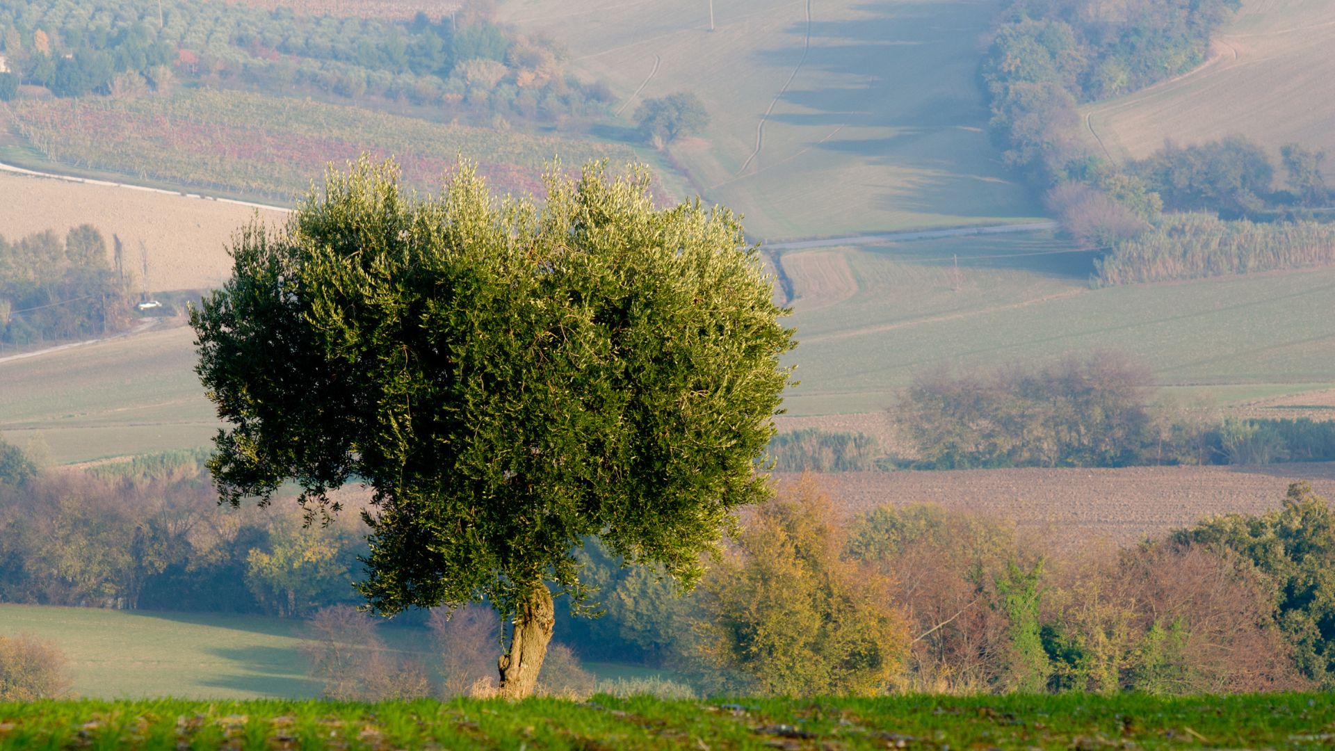 Even though the story is about dogs, this is a picture of an olive tree. Look, I don't choose the images, and I'm sorry.