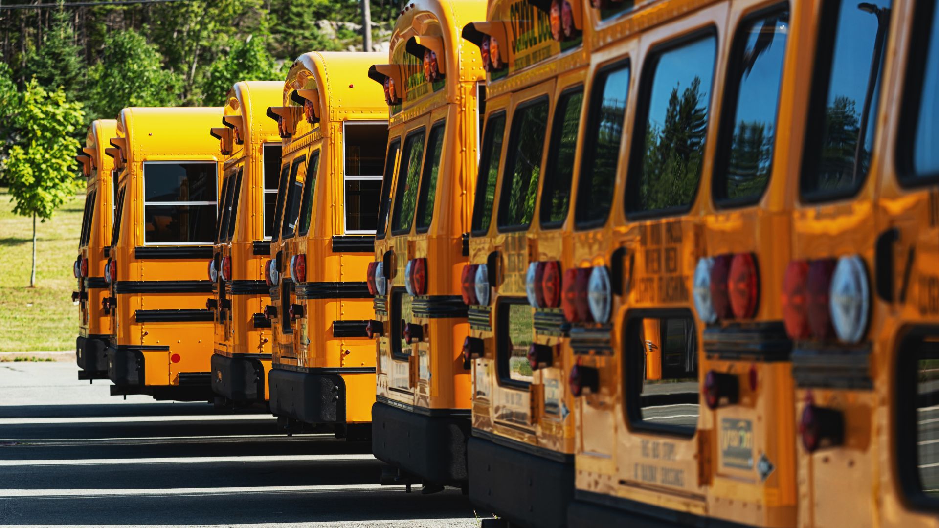 A row of yellow school buses