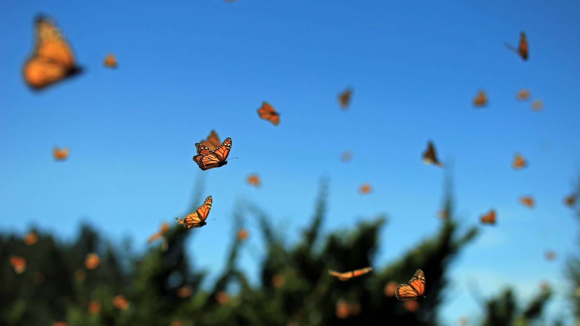 A kaleidoscope (which is what you call a group of butterflies, how fun is that?) of Monarch butterflies flying through a field