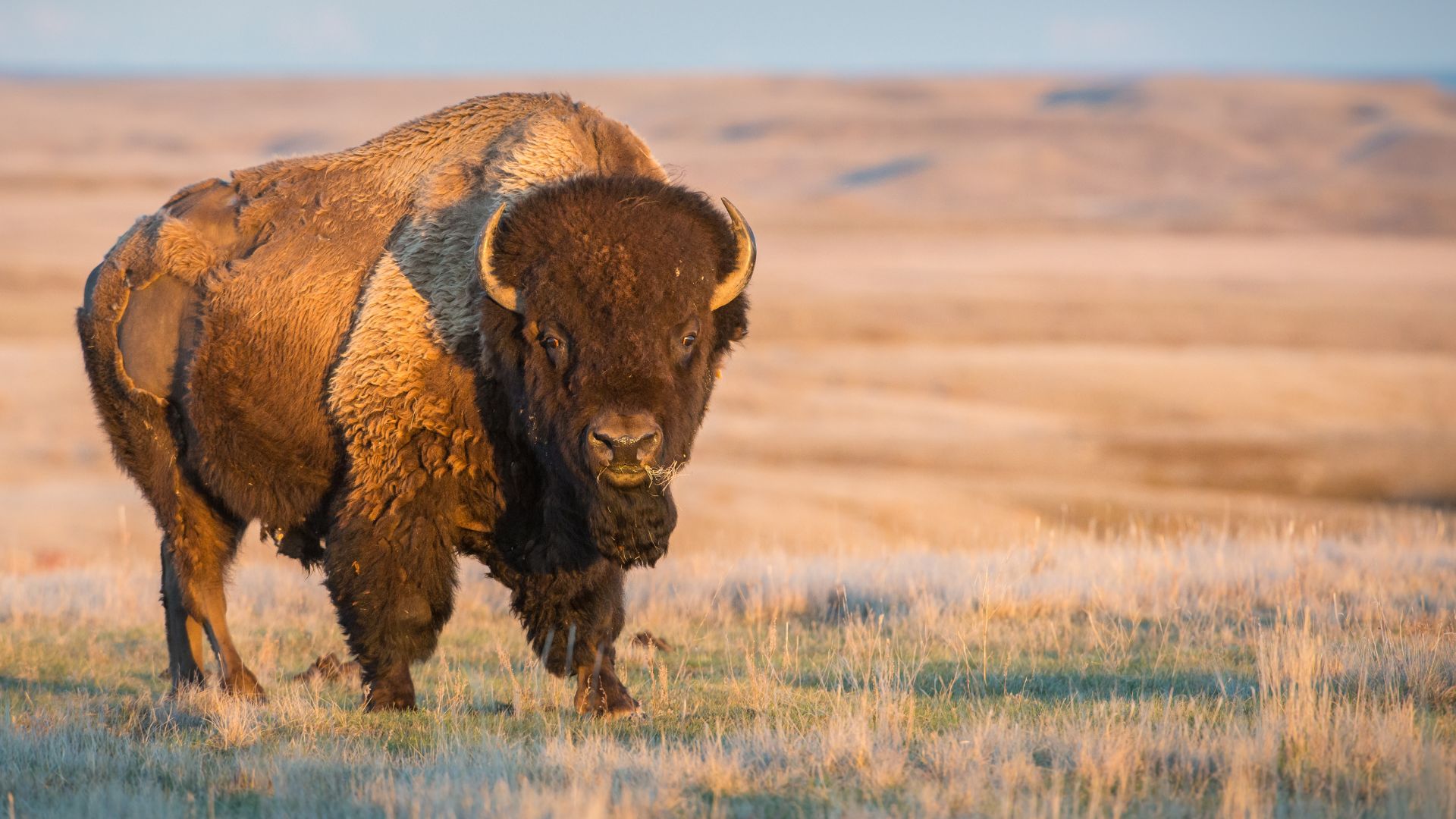 A bison standing in a plain looking down the camera concerningly