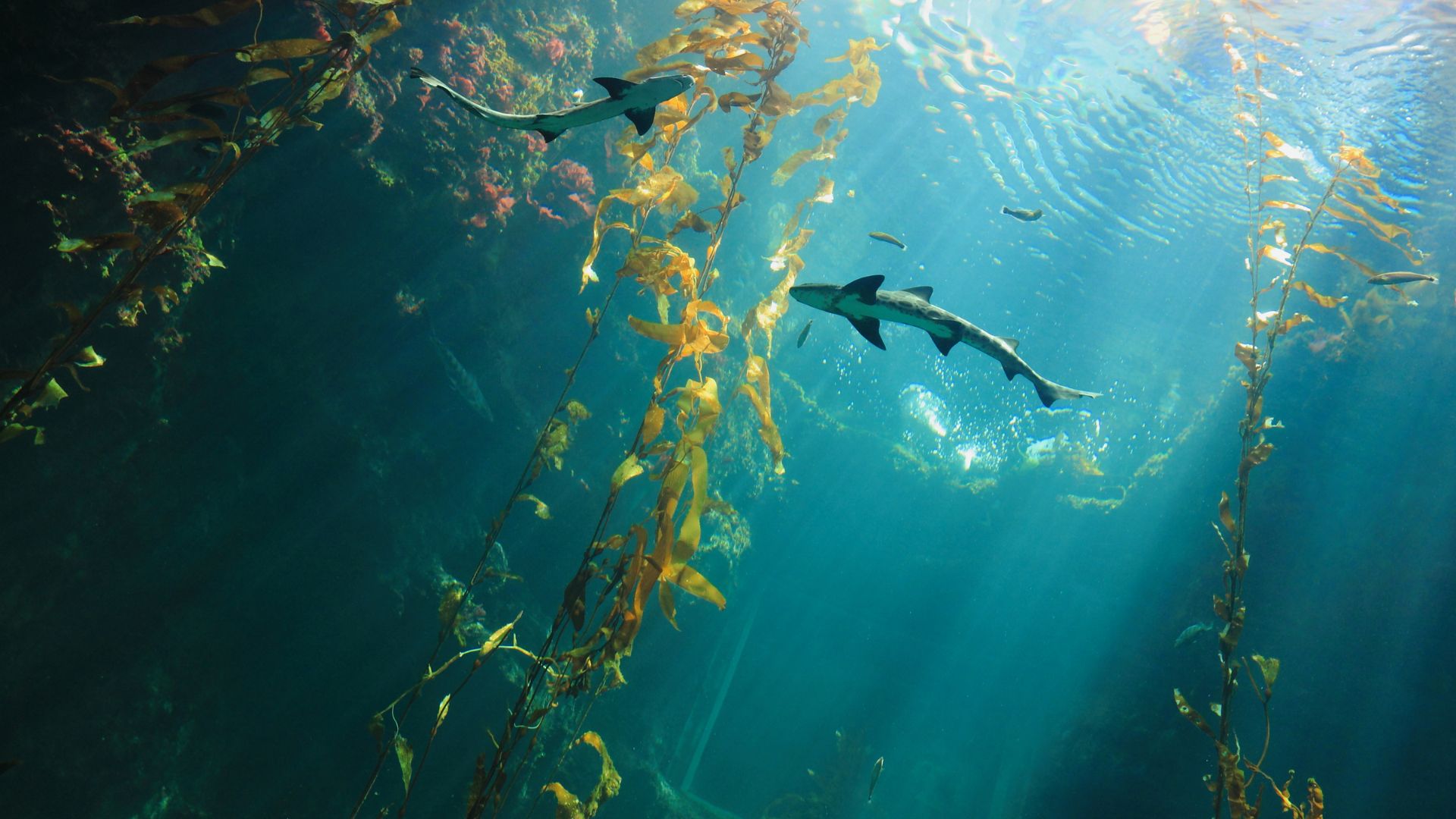 An underwater shot of some sharks and fish swimming around long strands of seaweed