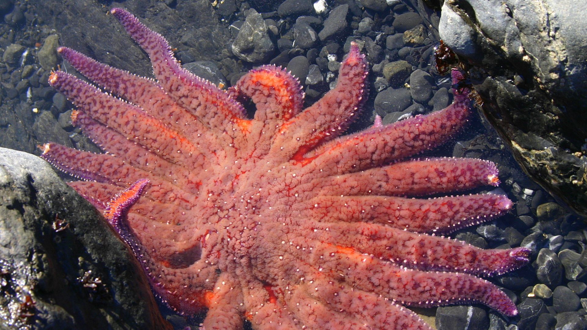 A sunflower sea star, which has 24 arms, which, quite frankly, is too many arms, in its underwater habitat