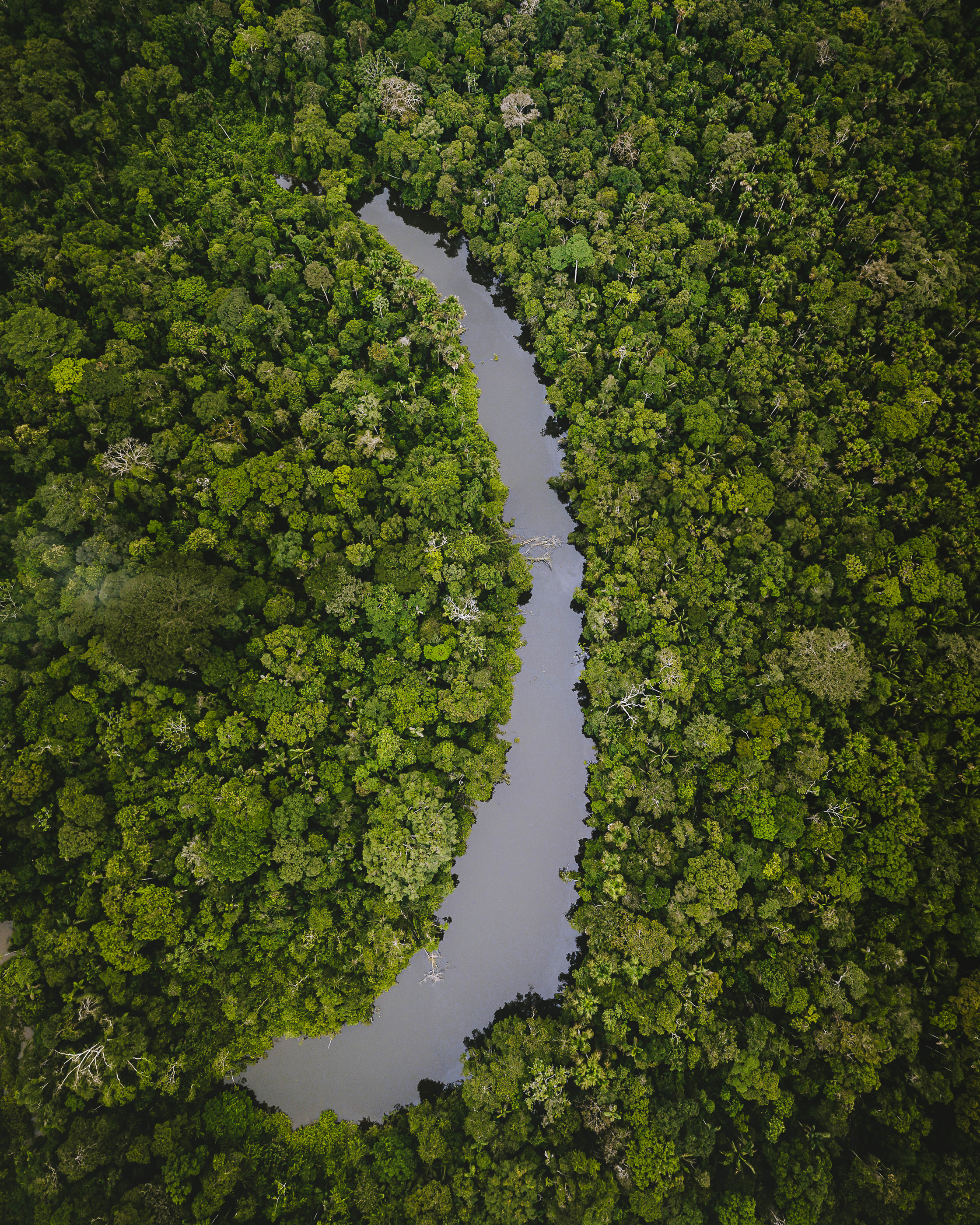 River running through a rainforest, viewed from overhead.