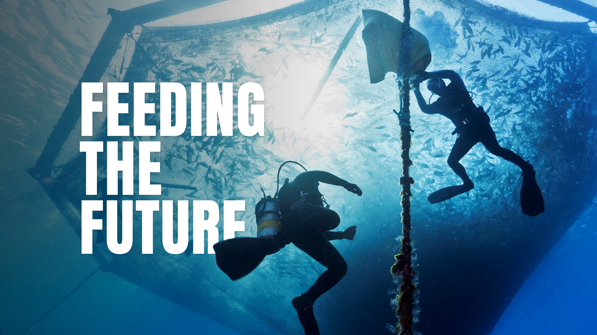 Two scuba divers viewed from below, with the words 'Feeding the future' on the screen.