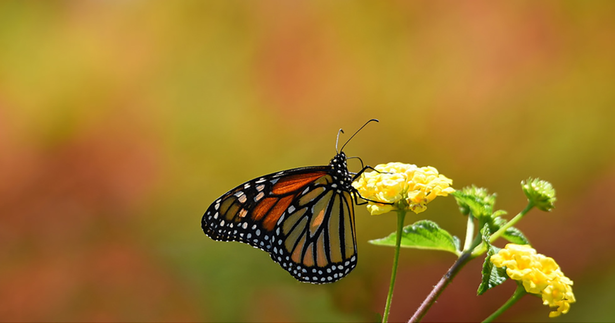 monarch-butterfly-habitat-exchange-environmental-defense-fund