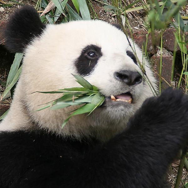 Download Giant pandas face greatest threat yet: A hotter world ...