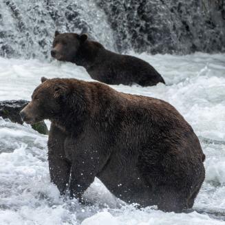 The Fat Bear Week champion, bear 747, stands in a stream