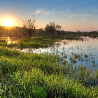 Sunrise over wetlands