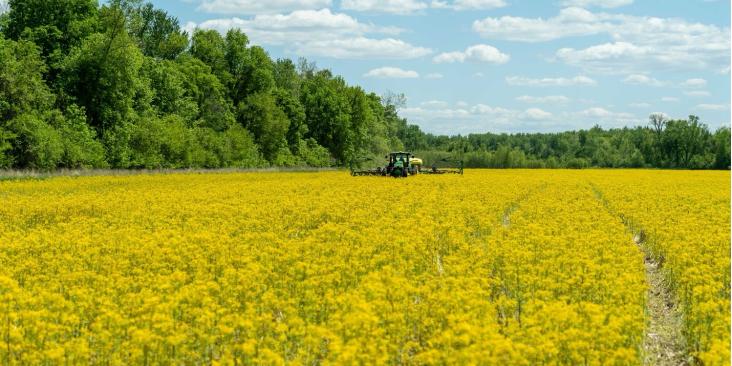 A tractor working in a large yellow-flowered field