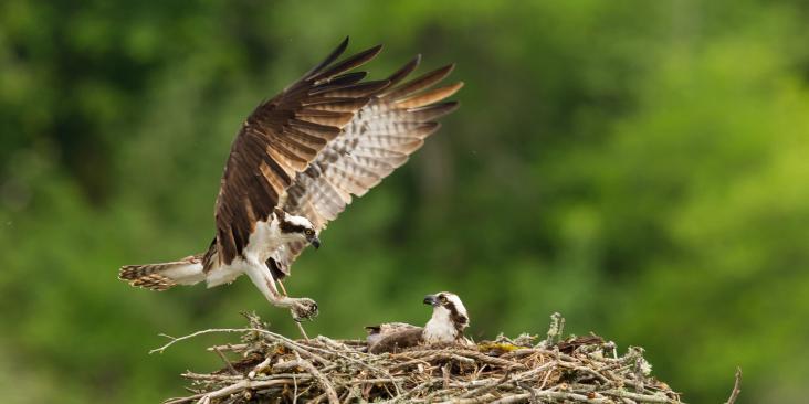 Osprey landing at nest with chick.