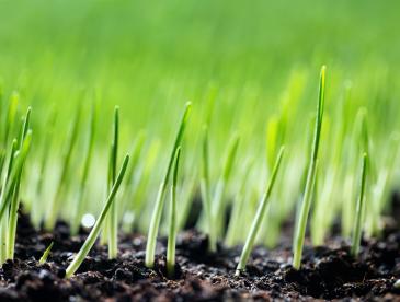 Close view of small green shoots emerging from rich brown soil