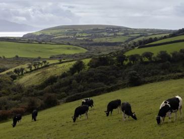 Cows grazing on a hillside.
