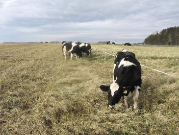 Cows grazing beneath an open sky.