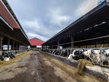 Rows of Holstein cows feed at a farm.