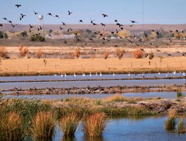 Wetland landscape with shallow blue ponds bordered by tall grasses and golden vegetation, dozens of dark birds flying overhead, and white waterbirds gathered along the water's edge. A water tower, scattered trees, and low hills appear in the background beneath a clear blue sky.
