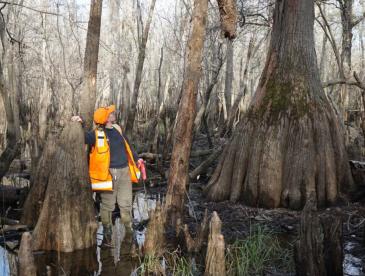 Person in orange vest examines trees in a wetland.
