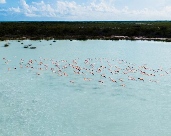Flamingos