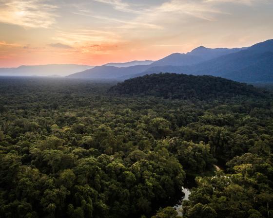 Overhead view of forest in Brazil.