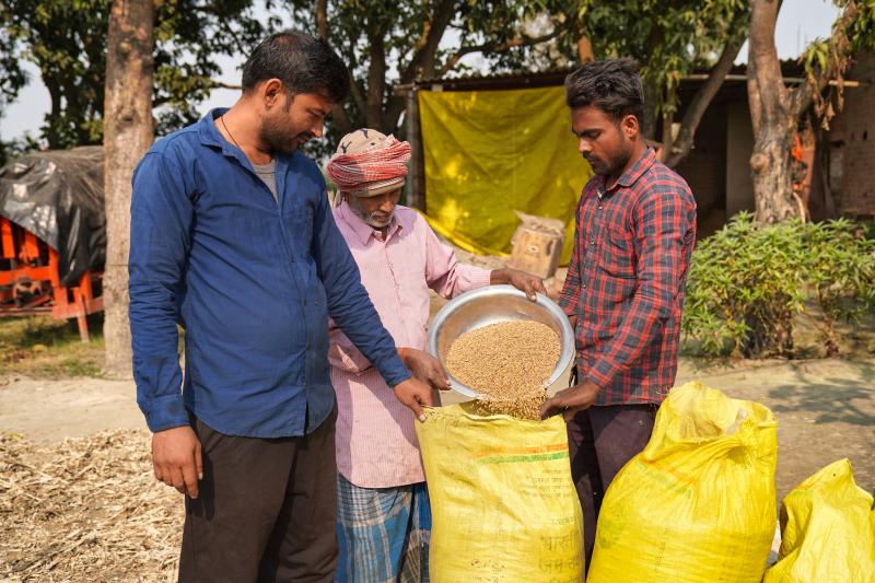 Three people stand outdoors near trees and simple structures, transferring pale grain from a metal bowl into large yellow woven sacks.