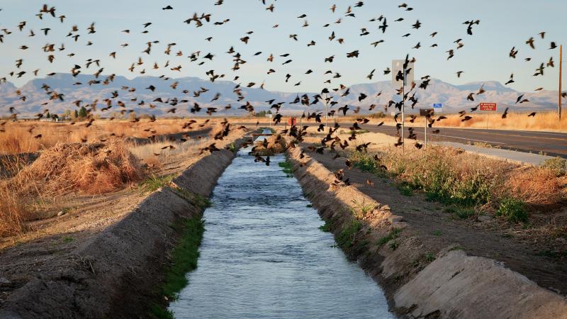 A large flock of small dark birds flies over a narrow irrigation canal running through a dry, grassy landscape. A paved road and several roadside signs sit to the right of the canal, while low mountains stretch across the background beneath a clear blue sky. Warm sunlight highlights the golden vegetation and the moving birds, creating a sense of motion across the rural scene.