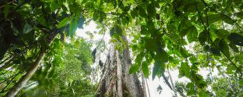 Tree canopy, viewed from below.