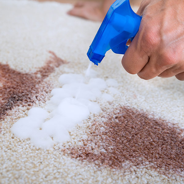 Spraying chemical cleaner on a carpet stain